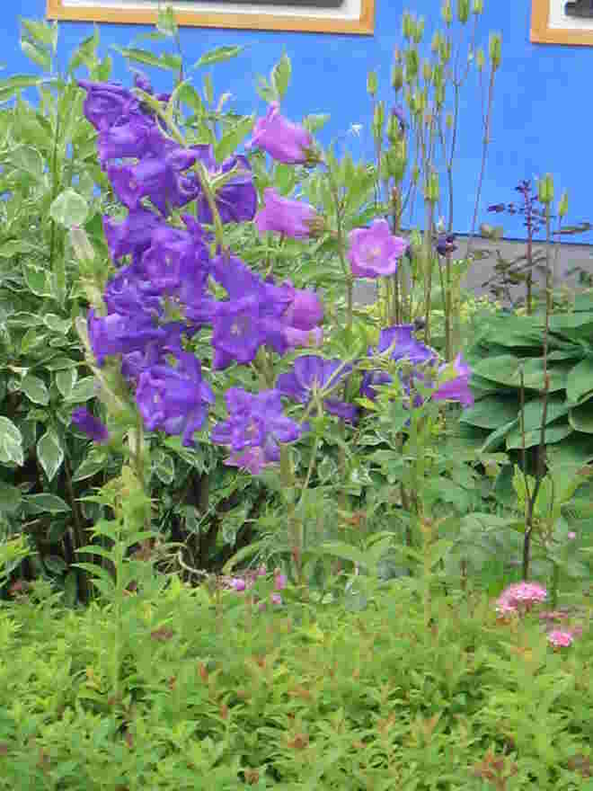 Mein schönstes Gartenfoto