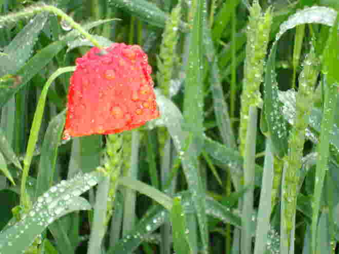 Nach dem Regen