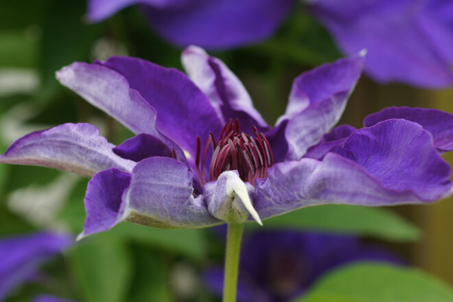 Klematisblüte
