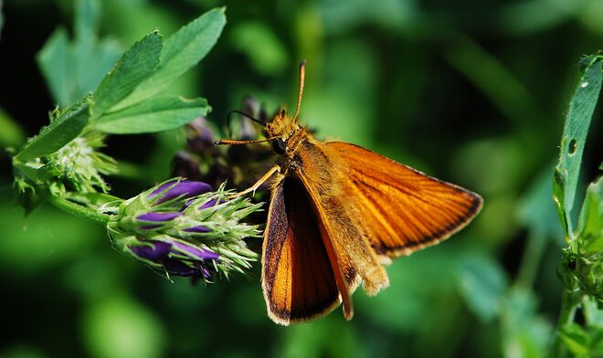 Schwarzkolbiger Braundickkopffalter