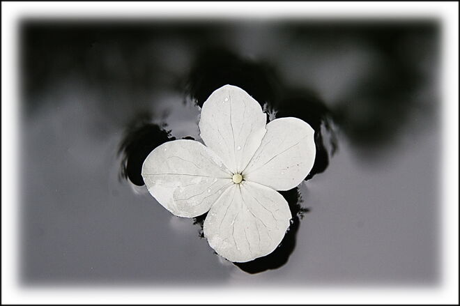 Abgefallene Blüte einer Kletterhortensie