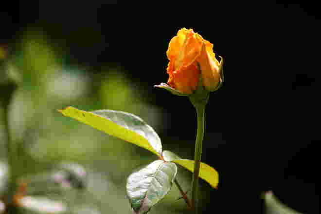 Rosenknopse -. Rose "Candlelight"