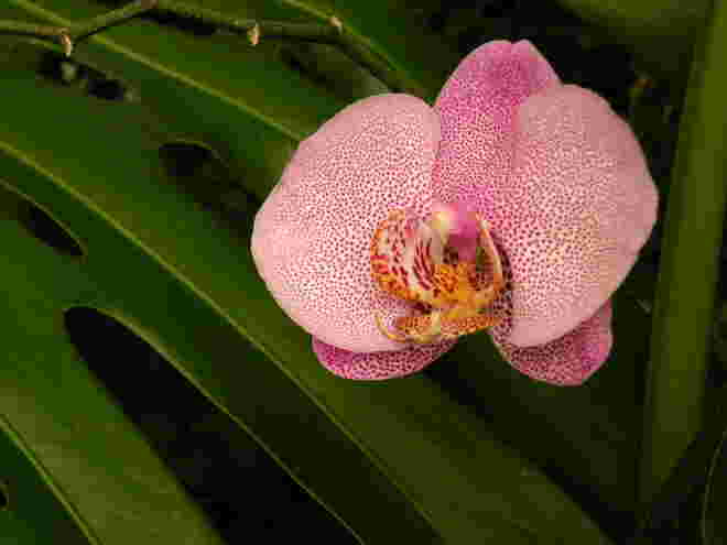 Orchidee