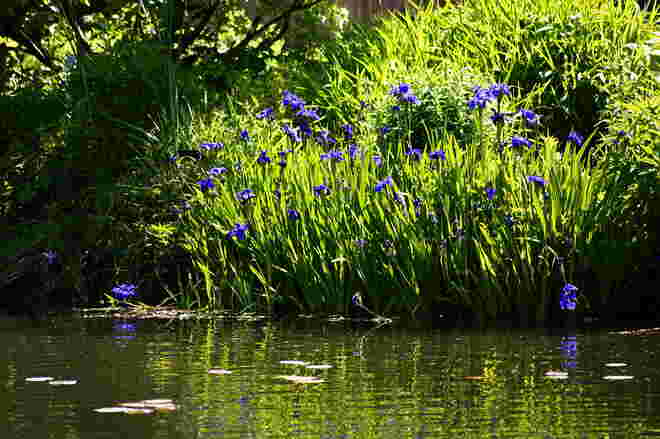 Am Teich