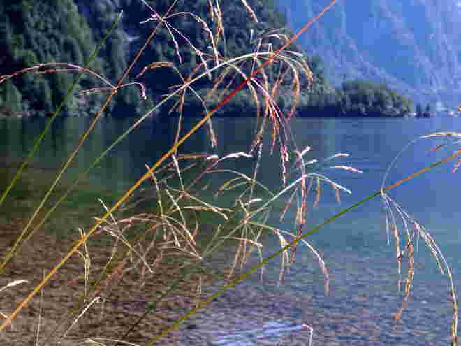 Feine Gräser
