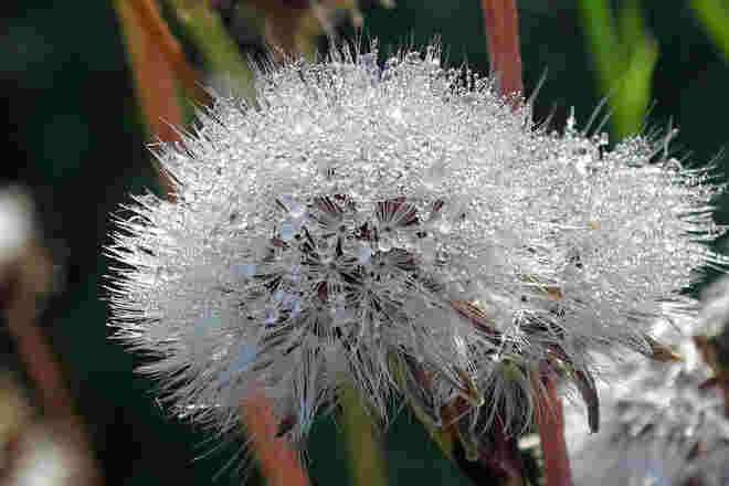Samenstand im Glitzerkleid
