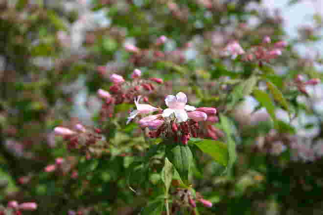 Farbenpracht im Garten