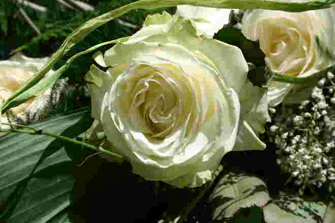 Blumen für jeden Anlass