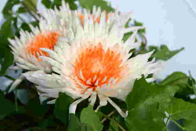 In Nachbar's Garten