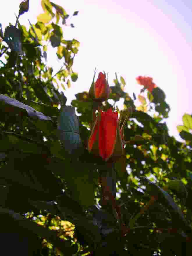 Rosenknospen