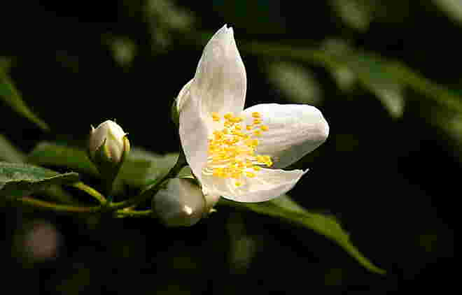 Jasminblüte