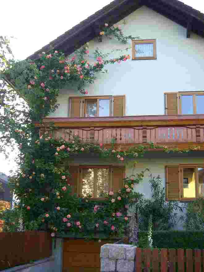 Unsere schöne Rose