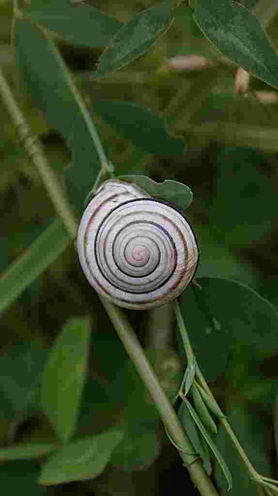 viele Schnecken in Omis Beet