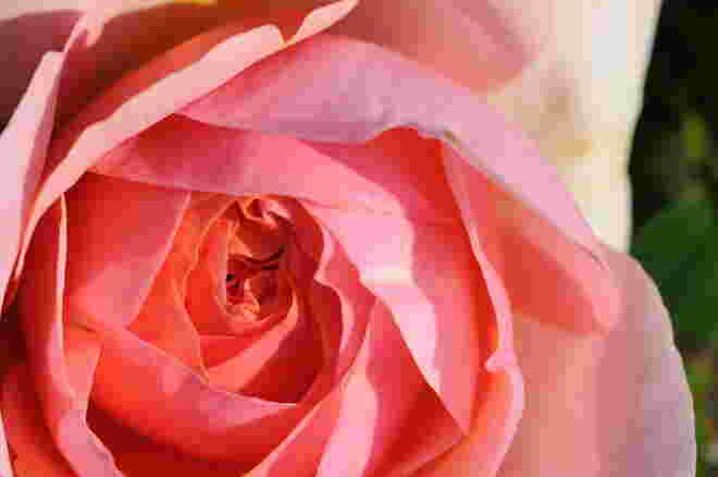 Rose aus unserem Prachtgarten