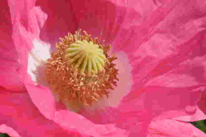 Mohnblume