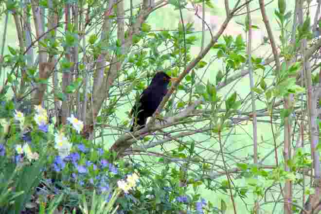 Amsel Besuch