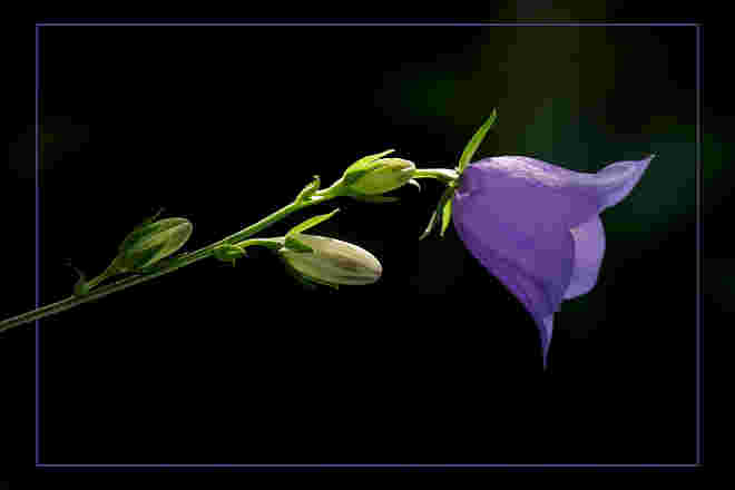 Glockenblume ...