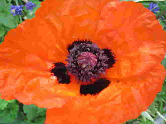 Mohnblume