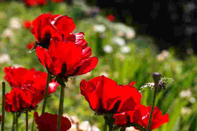 Mohnblüten im Gegenlicht