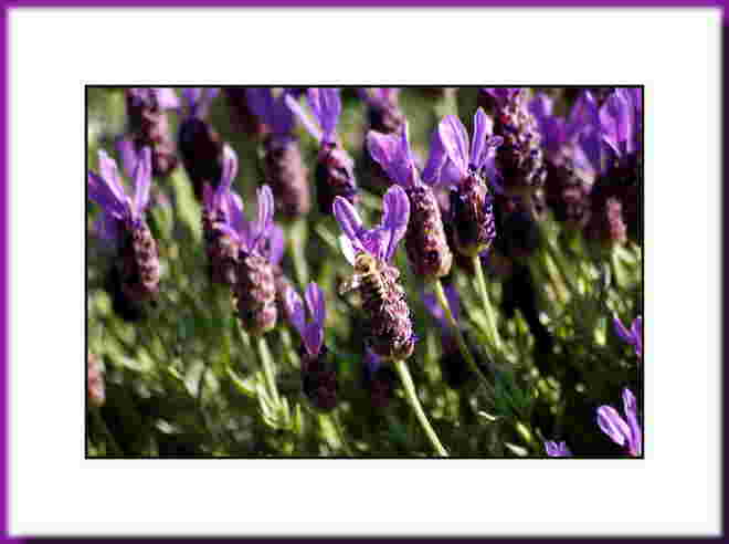 Lavendel