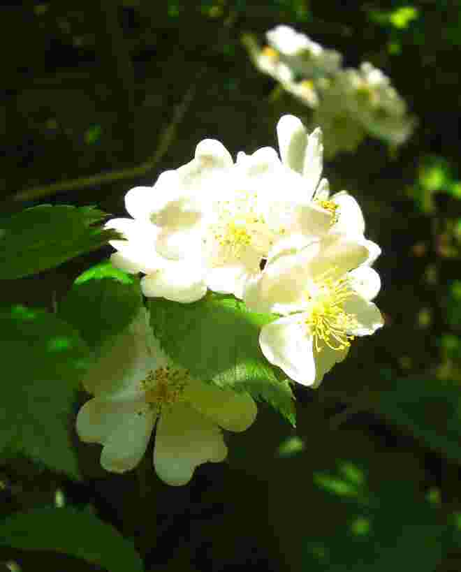 summer beauty