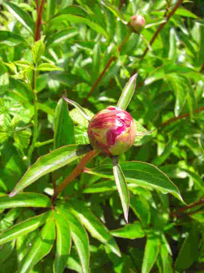 Alle Knospen springen auf
