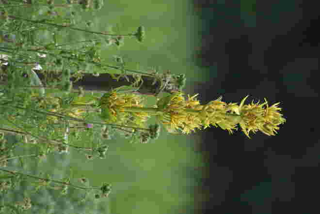 im Kräutergarten