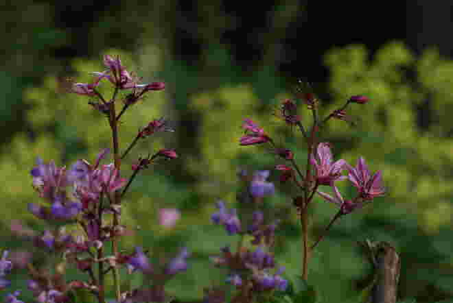 gesehen im Kräutergarten
