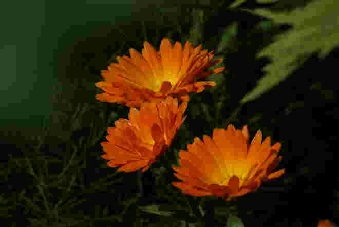 Ringelblumen
