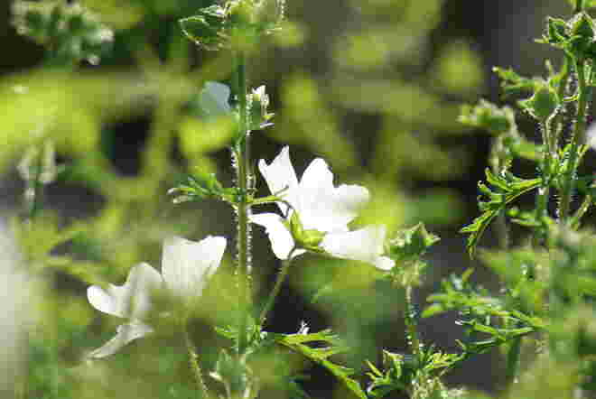 nochmals der Kräutergarten
