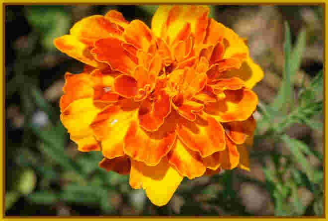 Tagetes