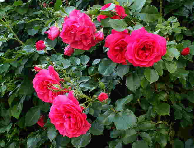 Meine Kletterrose "Rosarium uetersen"