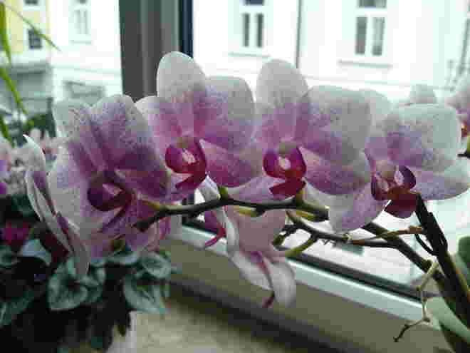Orchidee