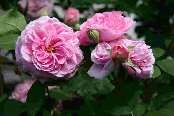 Gertrude jekyll