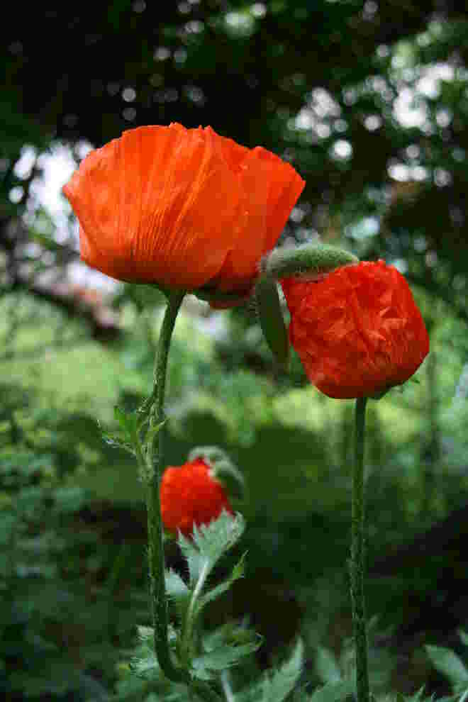 Mohnblüte
