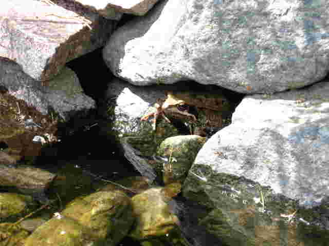 Garten mit Teiche