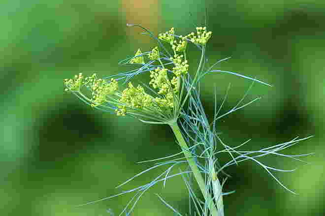 ... nur gewöhnlicher Dill