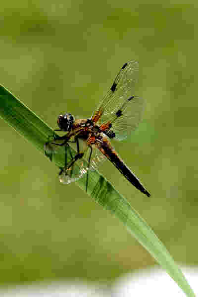 Libelle am Gartenteich