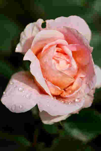 Rose mit Morgentau