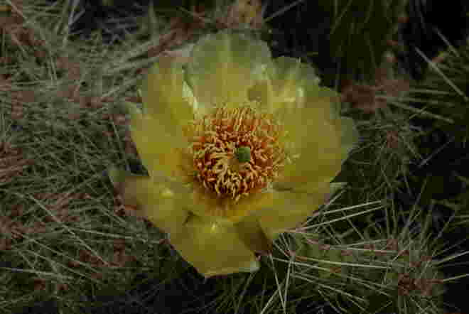 Kaktusblüte