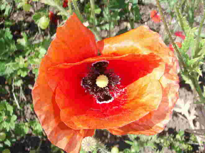 Mohnblume