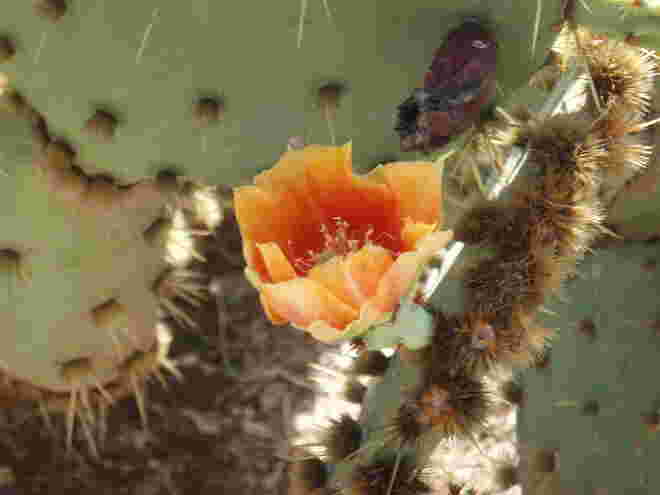 Kaktusblüte