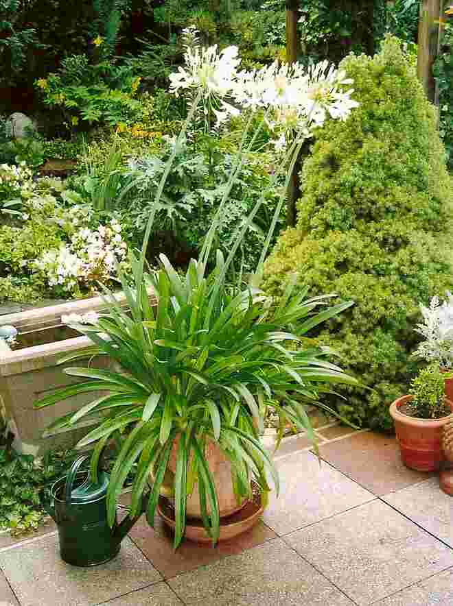 Mein Garten