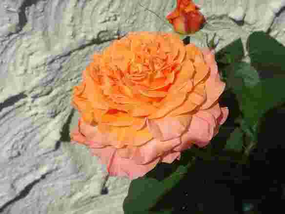 Rose...