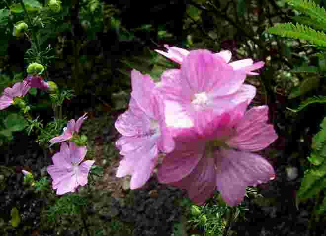 rose Malvenblüte