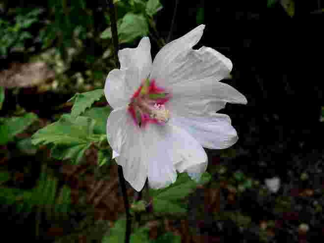 weiße Malvenblüte