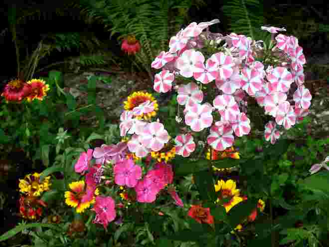 Phlox