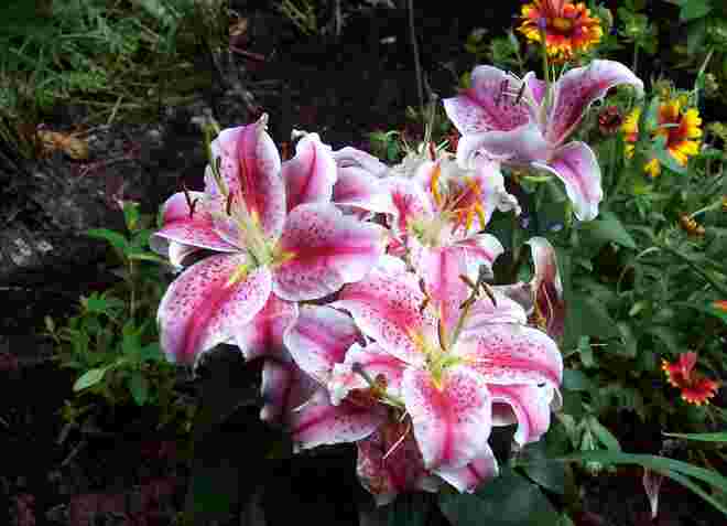 Die Lilien blühen wieder