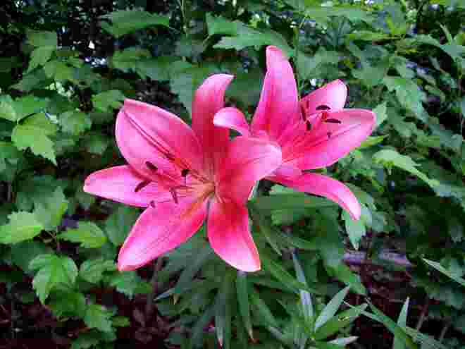lachsrosa Lilie