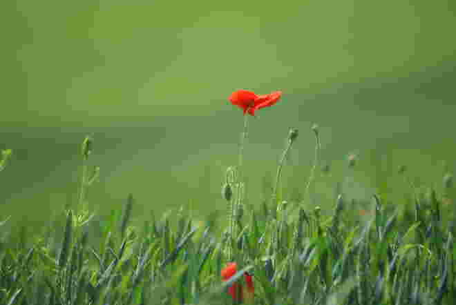 Mohn im Weizenfeld